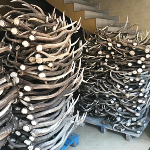 Red Deer Antlers